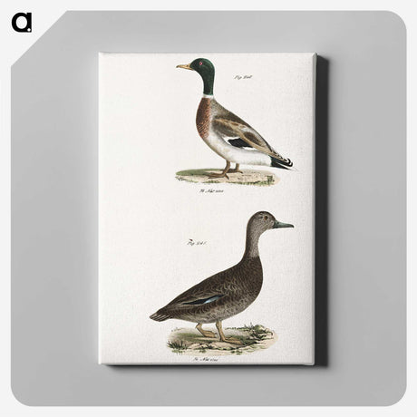2-9_Zoology-of-New-York_canvas