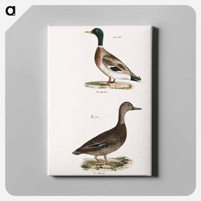 アートパネル-Mallard (Anas boschas) 241. Black Duck (Anas obscura) illustration from Zoology of New York by James Ellsworth De Kay - ニューヨークの動物学 Canvas.