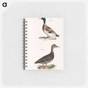 アートメモ帳-Mallard (Anas boschas) 241. Black Duck (Anas obscura) illustration from Zoology of New York by James Ellsworth De Kay - ニューヨークの動物学 Memo.