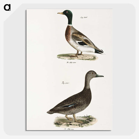 2-9_Zoology-of-New-York_picture-crop