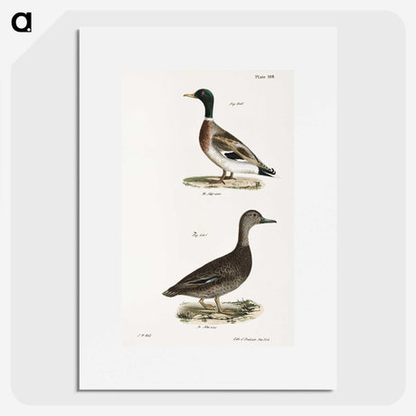 2-9_Zoology-of-New-York_picture