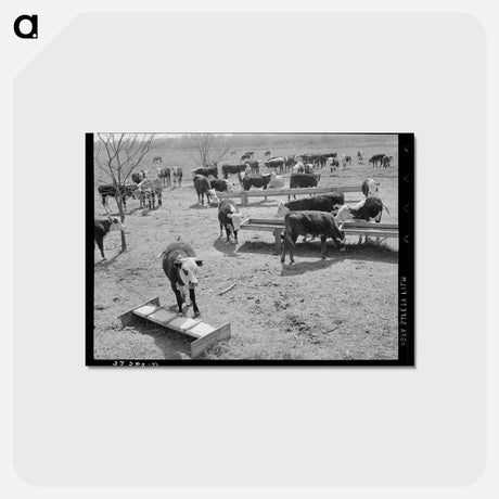 アートポストカード-Cattle at Feeding Trough
 - ラッセル リー Postcard.