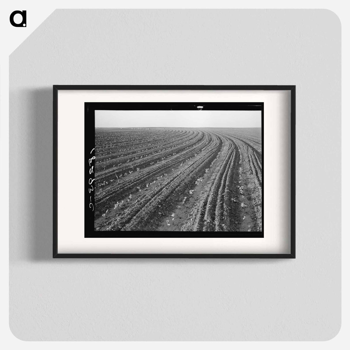 Young cotton growing in mechanized field - Dorothea Lange Poster.