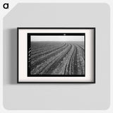 Young cotton growing in mechanized field - Dorothea Lange Poster.