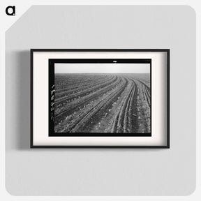 アートポスター-Young cotton growing in mechanized field - ドロテア ラング Poster.