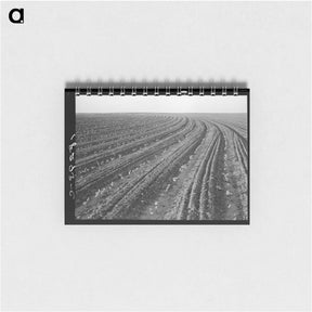 アートメモ帳-Young cotton growing in mechanized field - ドロテア ラング Memo.