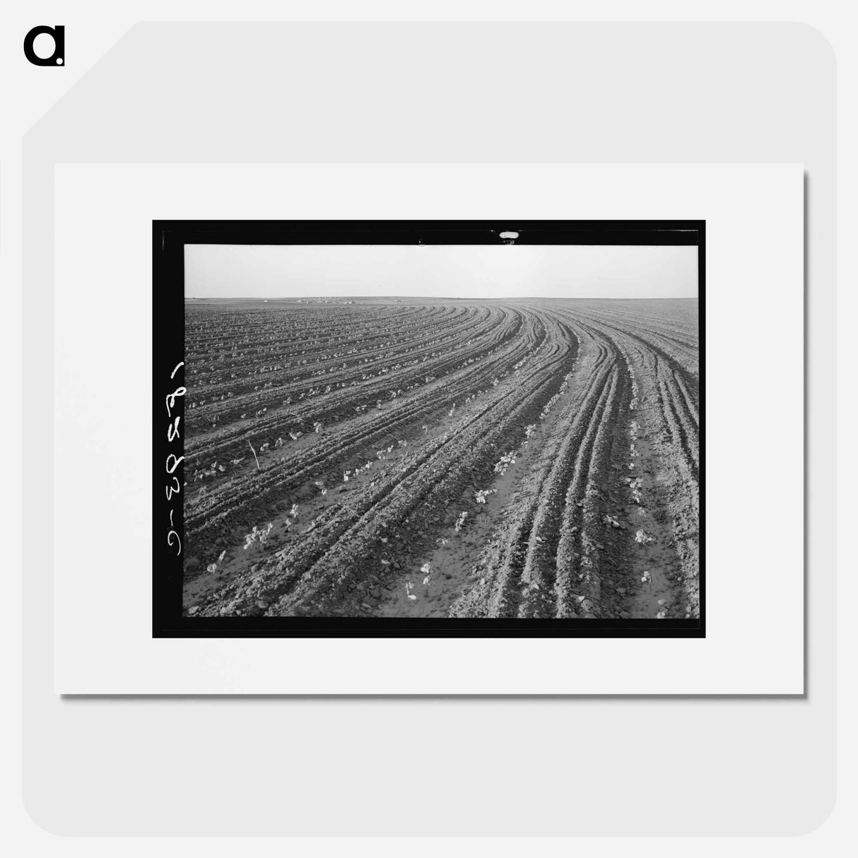 Young cotton growing in mechanized field - Dorothea Lange Poster.