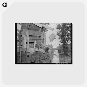 アートポストカード-Mrs. Thomas's Garden Harvest
 - ラッセル リー Postcard.