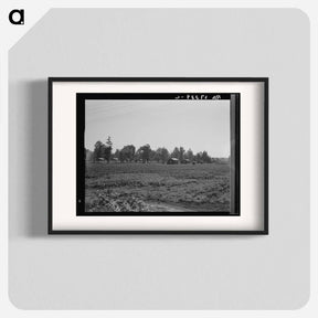 アートポスター-Delta cooperative farms. Hillhouse, Mississippi. - ドロテア ラング Poster.