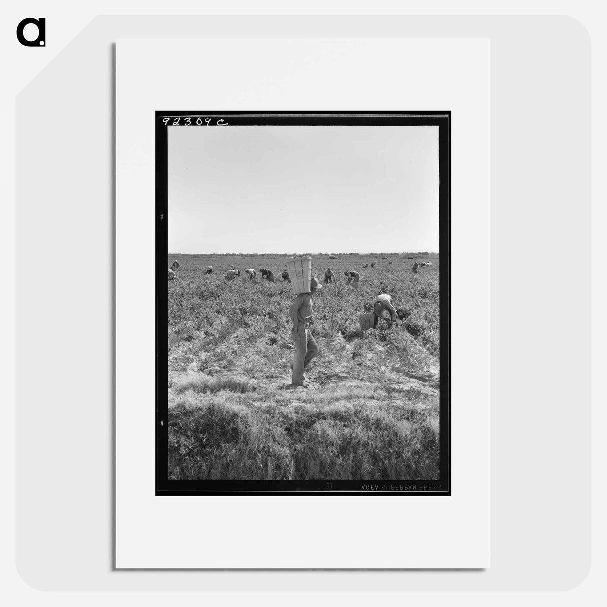 Untitled photo, possibly related to: Pea pickers near Calipatria, California - ドロテア ラング Poster.