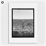 Untitled photo, possibly related to: Pea pickers near Calipatria, California - ドロテア ラング Poster.