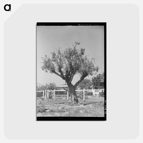 アートポストカード-Chinaberry Shade
 - ラッセル リー Postcard.