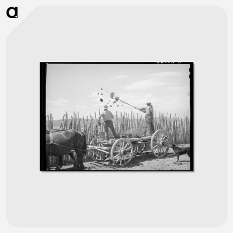 アートポストカード-Throwing Manure Over the Fence
 - ラッセル リー Postcard.