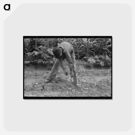 アートポストカード-Pulling Up Onions
 - ラッセル リー Postcard.