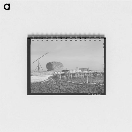 アートメモ帳-Dairy Cattle on Black Canyon Farm
 - ラッセル リー Memo.