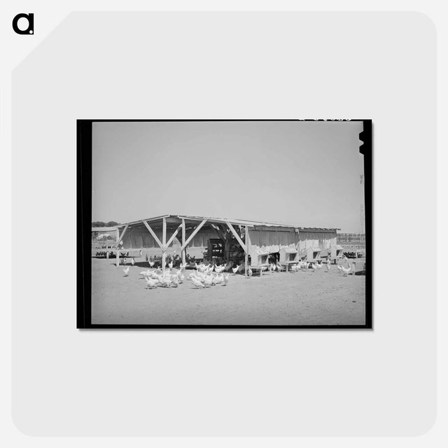 アートポストカード-Chicken Shelter, Chandler Unit
 - ラッセル リー Postcard.