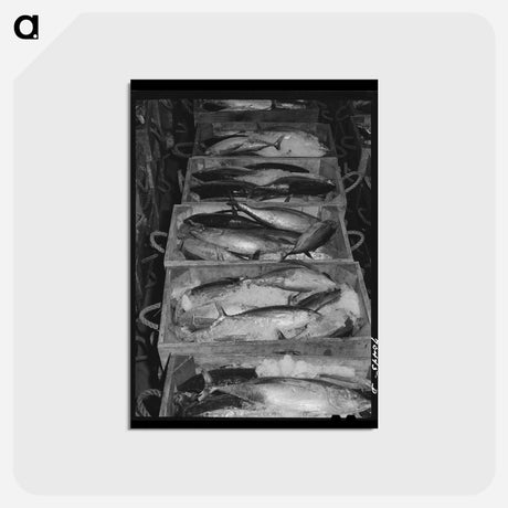 アートポストカード-Tuna in Ice
 - ラッセル リー Postcard.