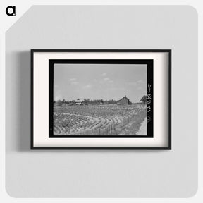 アートポスター-Sharecrop farm, Gaffney, South Carolina - ドロテア ラング Poster.