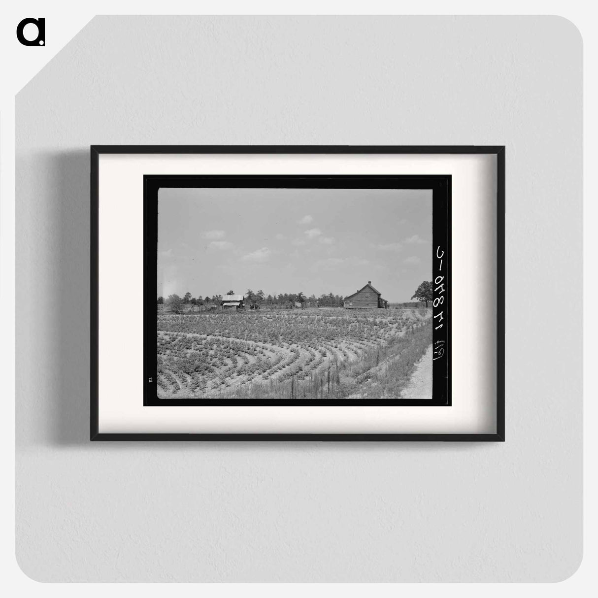 Sharecrop farm, Gaffney, South Carolina - Dorothea Lange Poster.