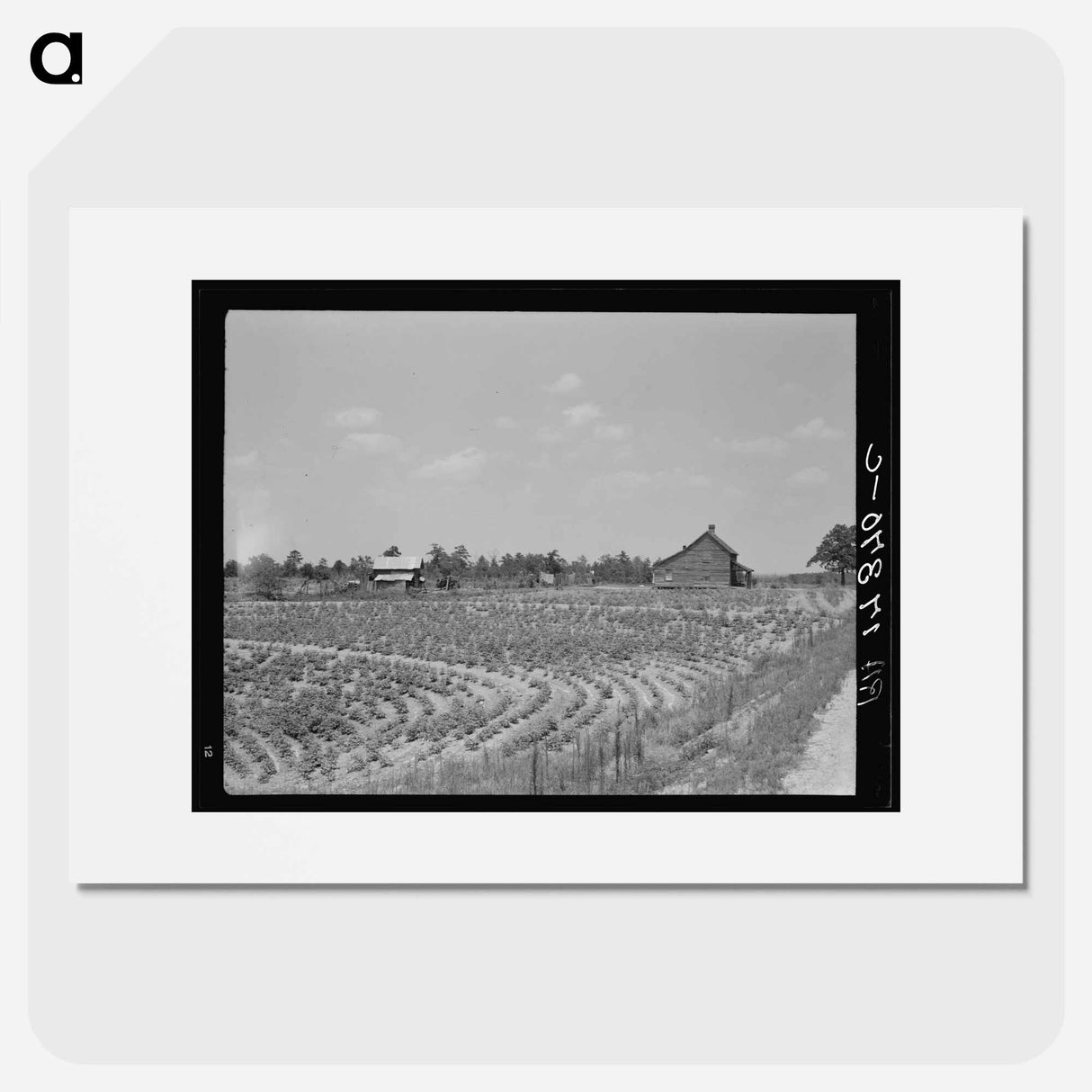 Sharecrop farm, Gaffney, South Carolina - Dorothea Lange Poster.