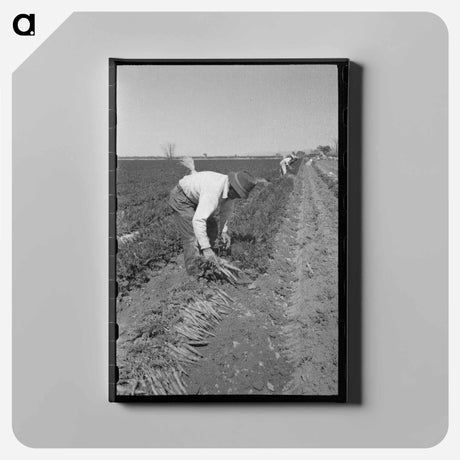 アートパネル-Bunching Carrots
 - ラッセル リー Canvas.