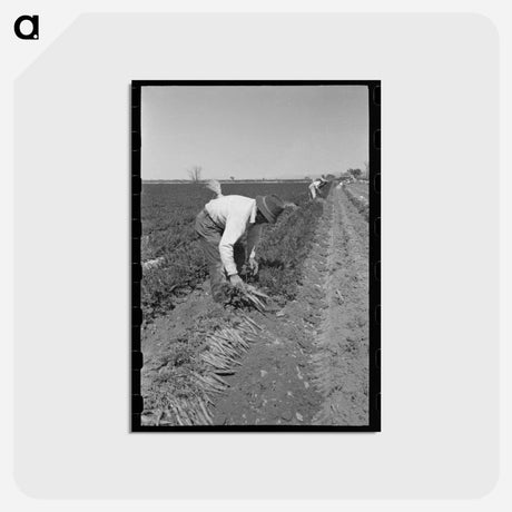 アートポストカード-Bunching Carrots
 - ラッセル リー Postcard.