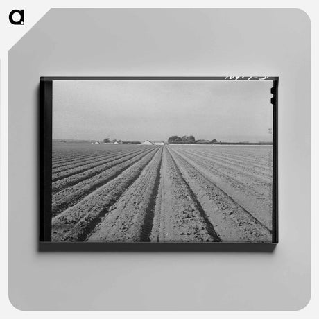 アートパネル-Lettuce Land
 - ラッセル リー Canvas.