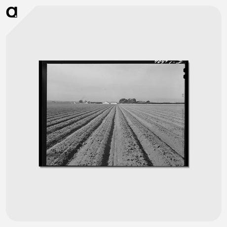 アートポストカード-Lettuce Land
 - ラッセル リー Postcard.