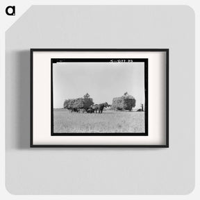 アートポスター-Untitled photo, possibly related to: Harvesting oats. Clayton, Indiana - ドロテア ラング Poster.