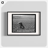 Untitled photo, possibly related to: Spreckels sugar factory and sugar beet field with Mexican and Filipino workers thinning sugar beets. - Dorothea Lange Poster.