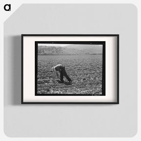 アートポスター-Untitled photo, possibly related to: Spreckels sugar factory and sugar beet field with Mexican and Filipino workers thinning sugar beets. - ドロテア ラング Poster.