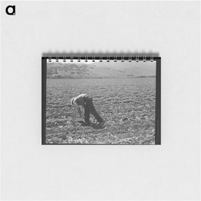 アートメモ帳-Untitled photo, possibly related to: Spreckels sugar factory and sugar beet field with Mexican and Filipino workers thinning sugar beets. - ドロテア ラング Memo.