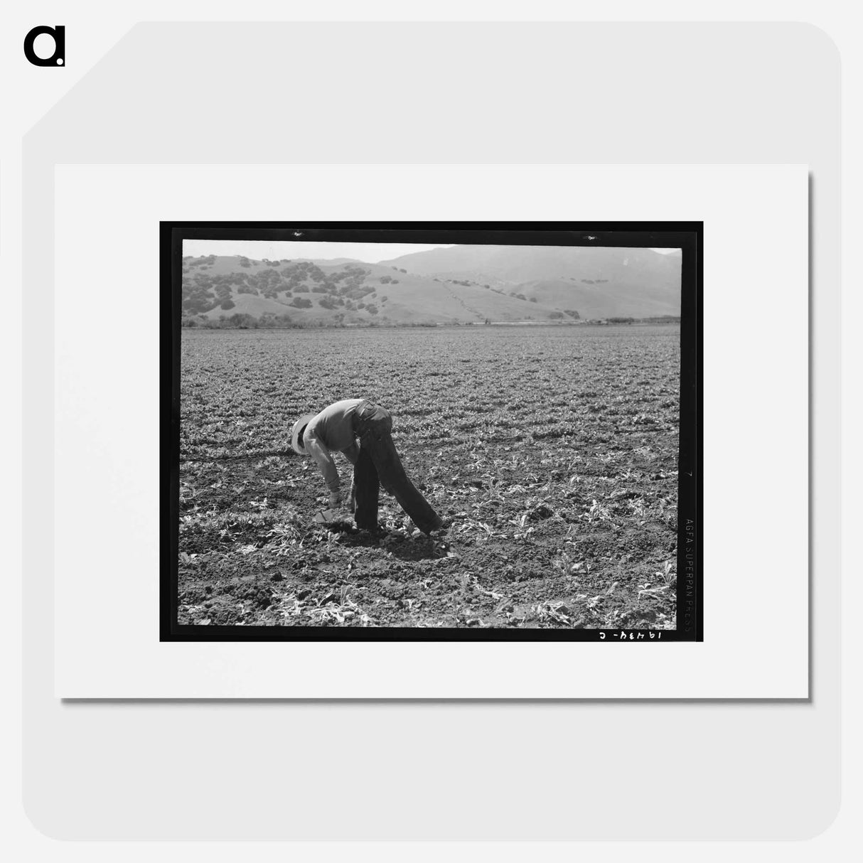 Untitled photo, possibly related to: Spreckels sugar factory and sugar beet field with Mexican and Filipino workers thinning sugar beets. - Dorothea Lange Poster.