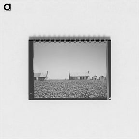 アートメモ帳-Dog run cabins of the Mississippi Delta - ドロテア ラング Memo.