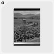 アートポストカード-Sheep in Grant County
 - ラッセル リー Postcard.
