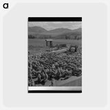 アートポストカード-Sheep in Grant County
 - ラッセル リー Postcard.