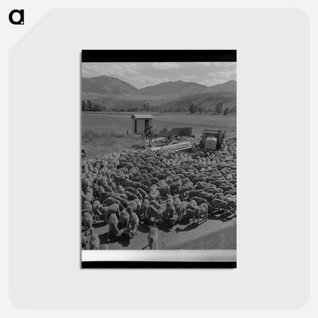 アートポストカード-Sheep in Grant County
 - ラッセル リー Postcard.
