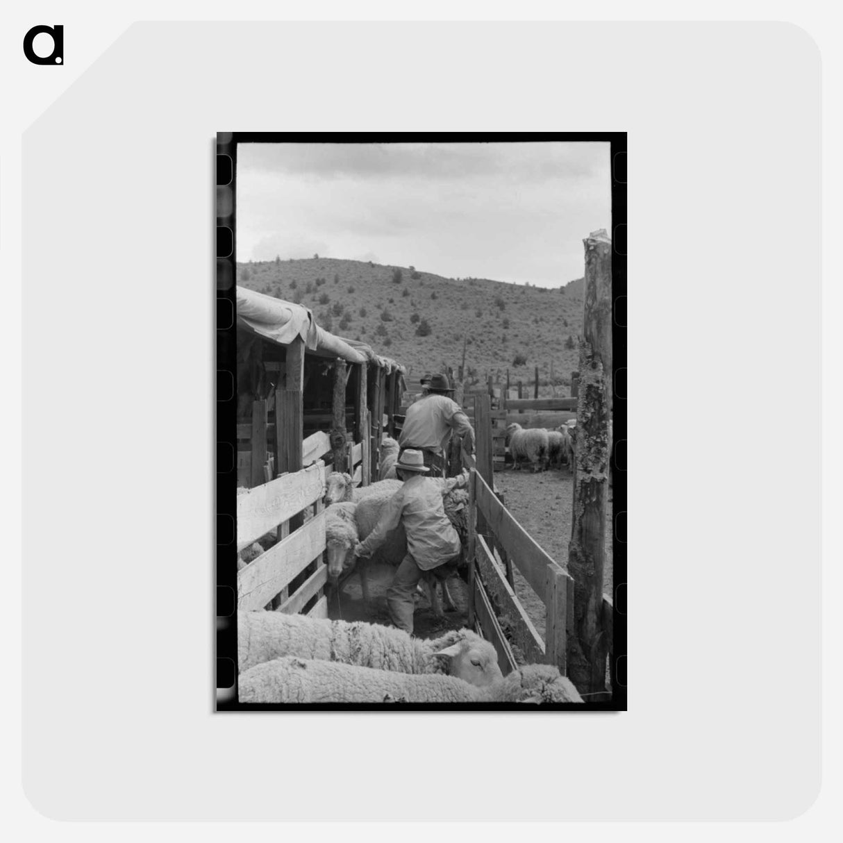 アートポストカード-Driving Sheep into Shearing Pen
 - ラッセル リー Postcard.