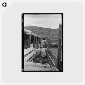 アートポストカード-Driving Sheep into Shearing Pen
 - ラッセル リー Postcard.