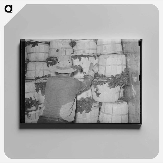アートパネル-Packing Spinach
 - ラッセル リー Canvas.