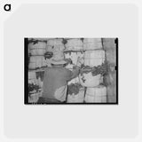 アートポストカード-Packing Spinach
 - ラッセル リー Postcard.