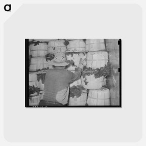 アートポストカード-Packing Spinach
 - ラッセル リー Postcard.
