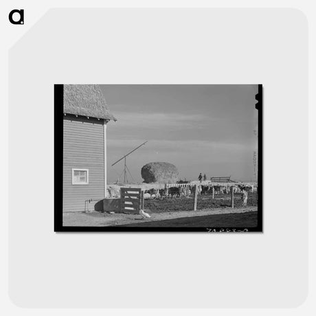 アートポストカード-Dairy Cattle on Black Canyon Project
 - ラッセル リー Postcard.