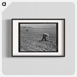 Untitled photo, possibly related to: Spreckels sugar factory and sugar beet field with Mexican and Filipino workers thinning sugar beets. - Dorothea Lange Poster.