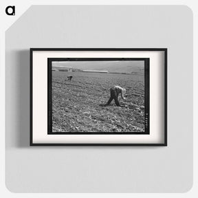 アートポスター-Untitled photo, possibly related to: Spreckels sugar factory and sugar beet field with Mexican and Filipino workers thinning sugar beets. - ドロテア ラング Poster.