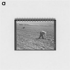 アートメモ帳-Untitled photo, possibly related to: Spreckels sugar factory and sugar beet field with Mexican and Filipino workers thinning sugar beets. - ドロテア ラング Memo.