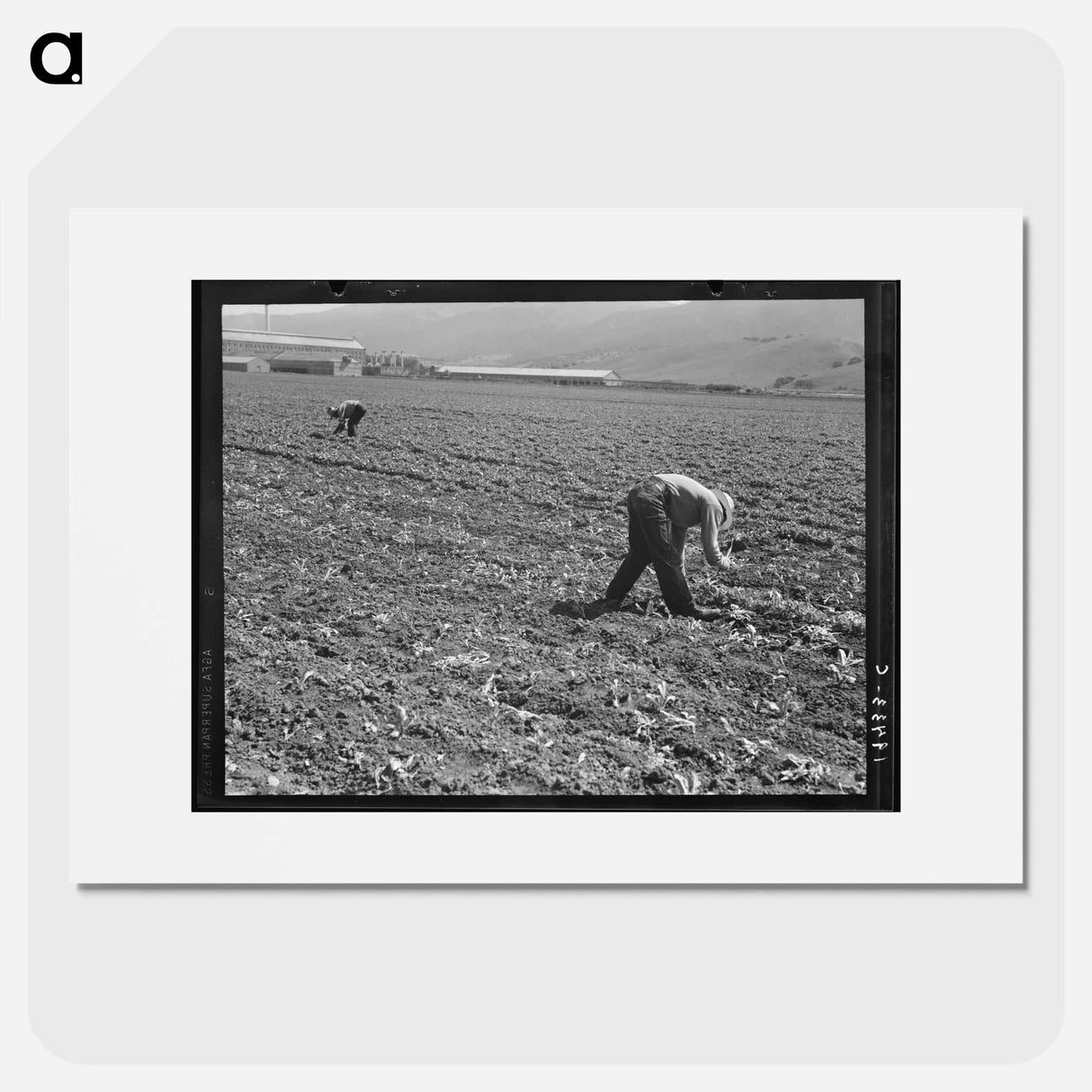 Untitled photo, possibly related to: Spreckels sugar factory and sugar beet field with Mexican and Filipino workers thinning sugar beets. - ドロテア ラング Poster.