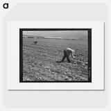 Untitled photo, possibly related to: Spreckels sugar factory and sugar beet field with Mexican and Filipino workers thinning sugar beets. - Dorothea Lange Poster.