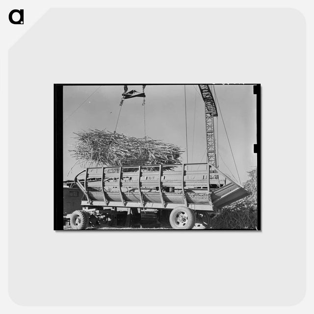 アートポストカード-Sugarcane Unloading
 - ラッセル リー Postcard.