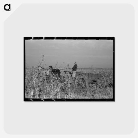 アートポストカード-Husking Corn
 - ラッセル リー Postcard.